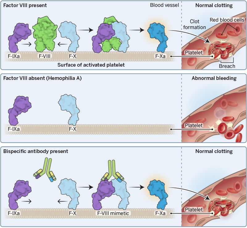 8인자(Factor VIII)가 있을 때, 8인자(Factor VIII)가 없는 혈우병 A일 때, 이중특이항체가 있을 때의 혈소판 표면 응고 반응을 그린 래스커재단 그림
