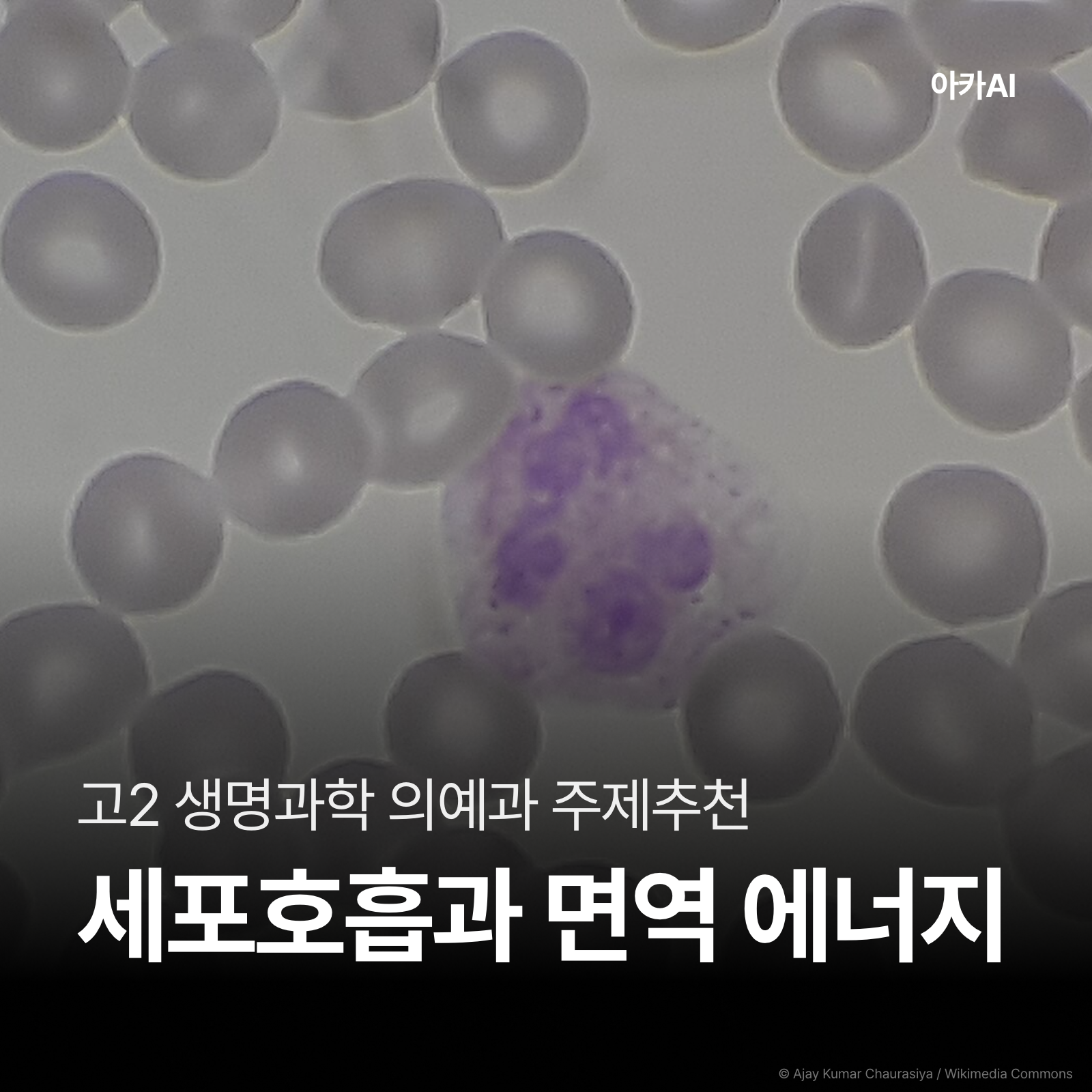 세포호흡과 ATP로 발열을 에너지 관점에서 분석하기
