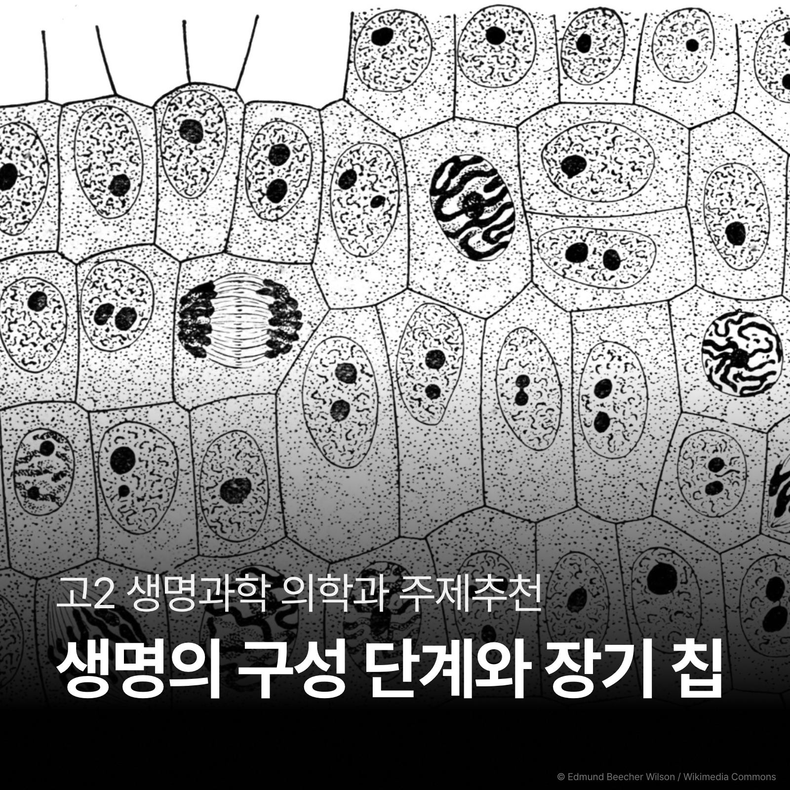 생명의 구성 단계로 장기 칩과 간 독성 예측 분석하기